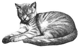 Picture: Paw Paw, One of Melody Windover-Midden's Cats